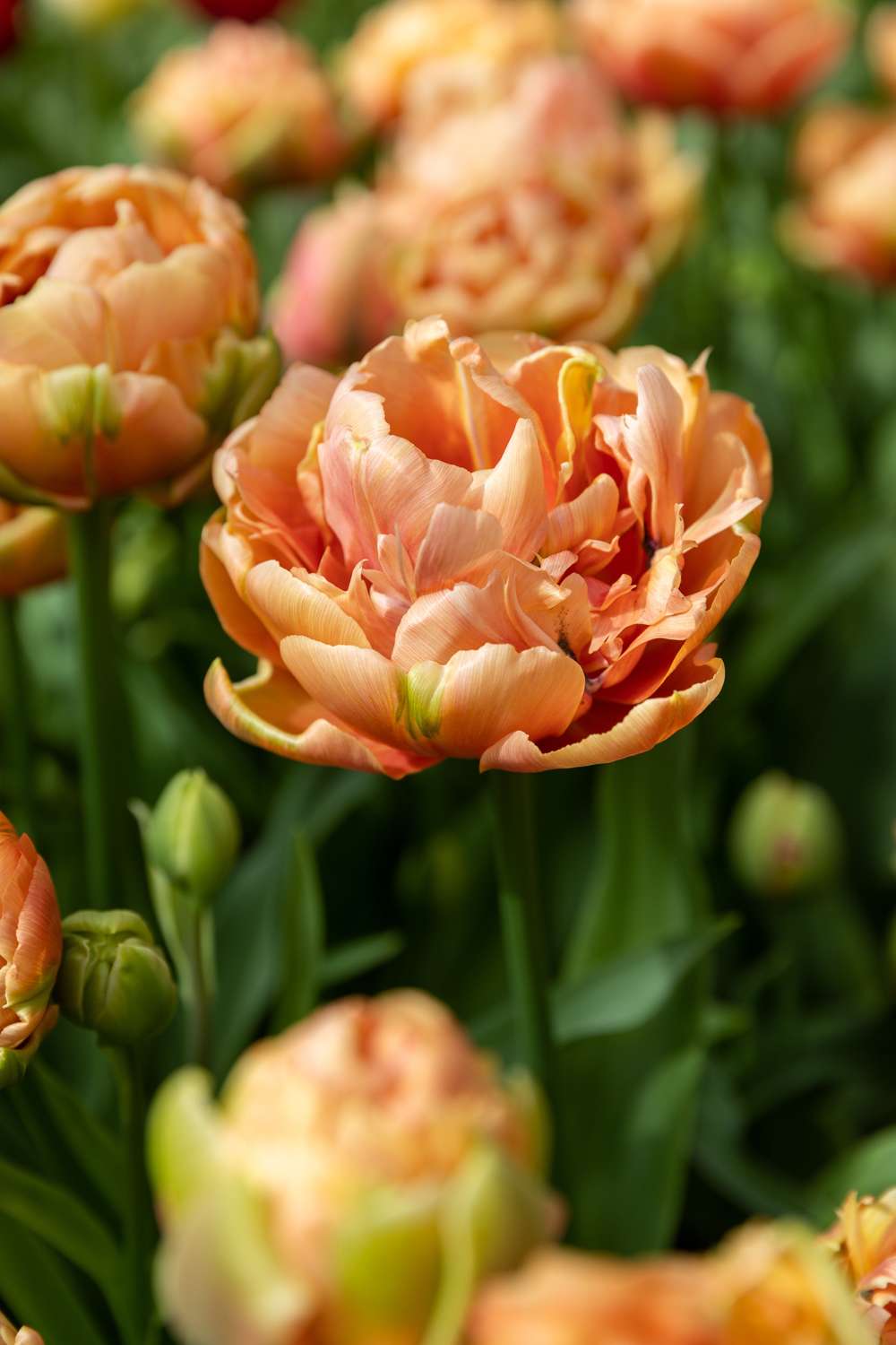Tulipan 'Copper Image'